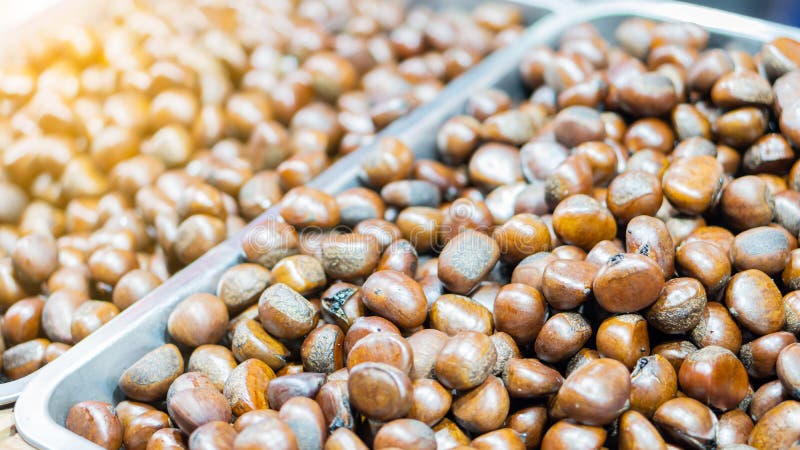 chestnut seeds for sale chestnut seeds for sale