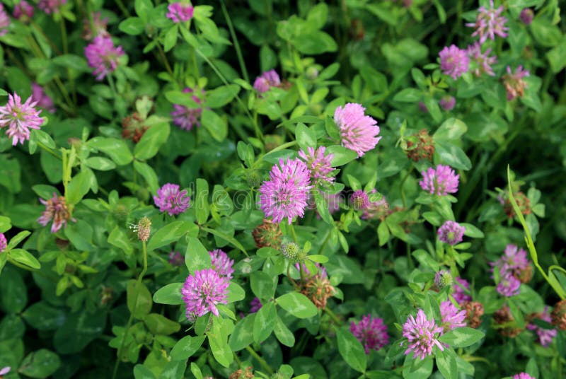 Clover Plants with Purple Flowers Stock Image Image of floral