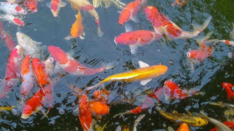 Many Colored Koi Carps in a Pond,Japan fish call carp or koi fish colorful royalty free stock image Many Colored Koi Carps in a Pond,Japan fish call carp or koi fish colorful royalty free stock image