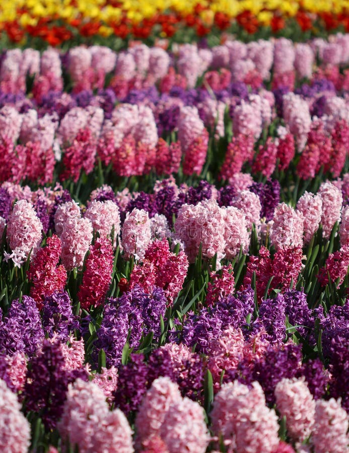 Many Colorful Hyacinths Growing Under the Spring Sunlight in Park Stock