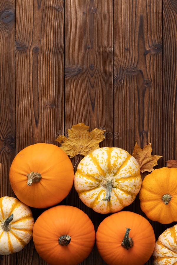 Pumpkins and maple leaves stock photo. Image of season - 126518102