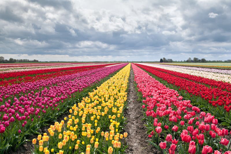 Many colorful tulips on fields royalty free stock photo