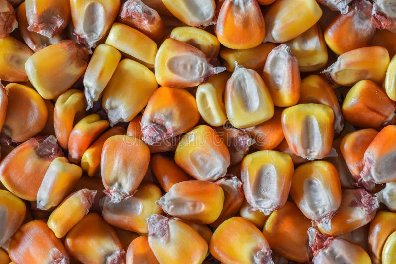 Corn Grains Pattern Corn Wallpaper Corn Seeds Top Flat View