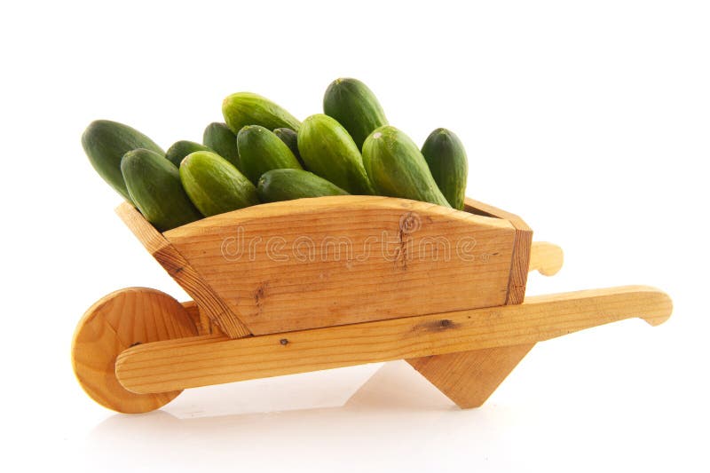 Many cucumbers in wheelbarrow