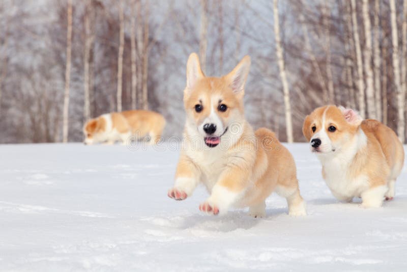 Many cute red breed welsh corgi pembroke puppy family walk outdoor, run, having fun in white snow park, winter forest. Concept