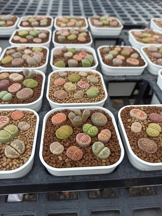 Many Cute Succulents are Grown in Pots Stock Image Image of vegetable