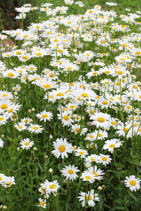 Many daisies in the garden stock image. Image of garden 82881519