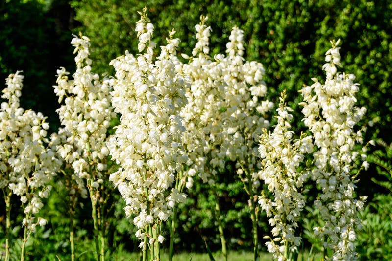 Flowers of yucca plant stock photo. Image of asparagaceae - 124190670