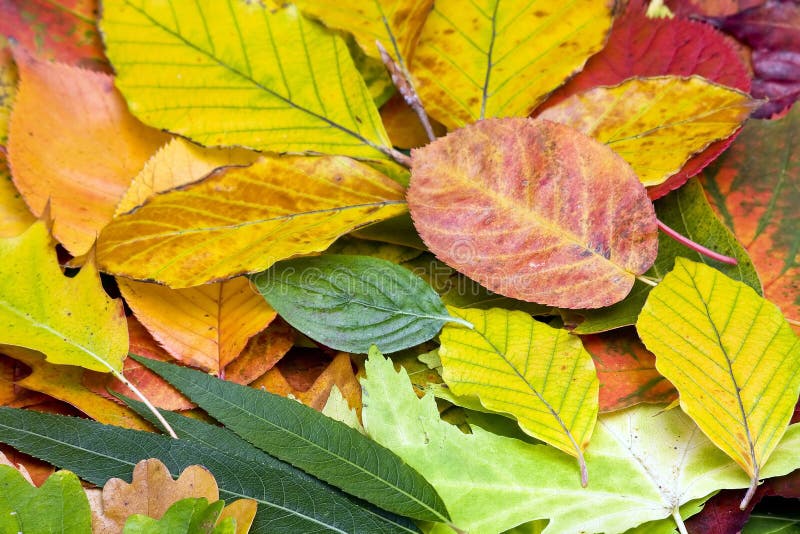 FALLEN LEAVES stock photo. Image of decay, background - 6718044