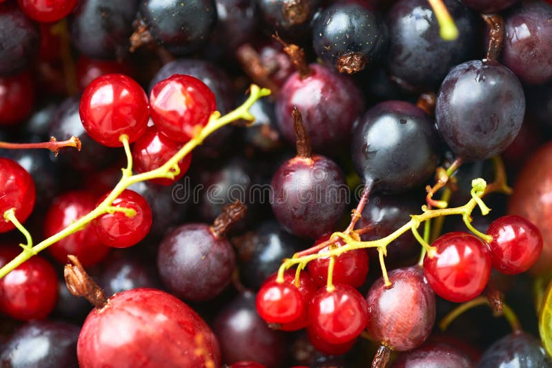 Many Different Bright Berries. Summer Harvest of Fresh Berries Stock