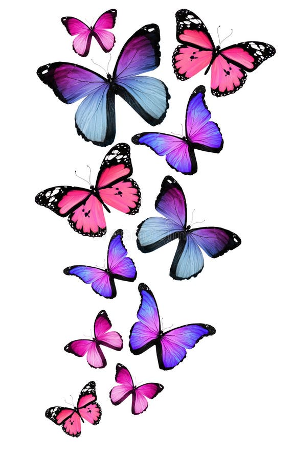 Many Different Butterflies on White Background Stock Illustration ...