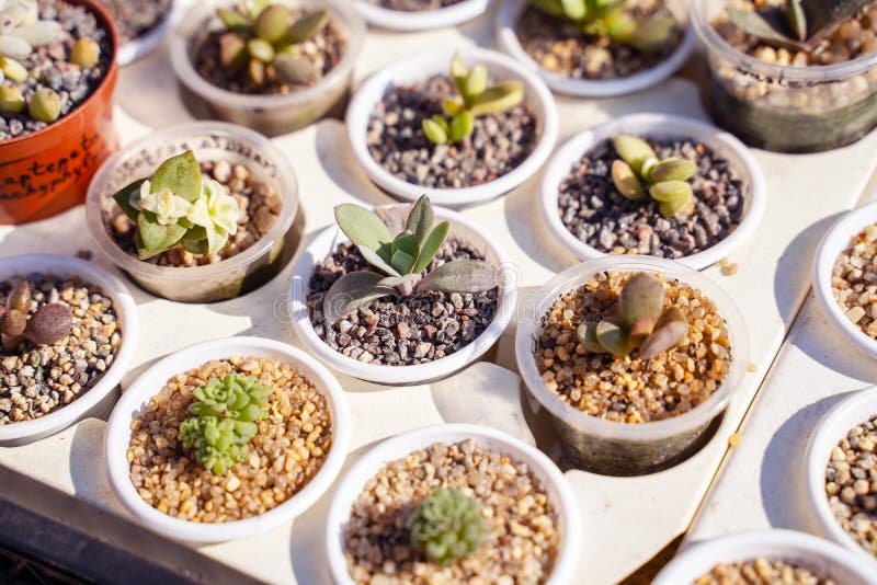 Many different cacti in flowerpots mix selling in flowers store, top view. Garden center with lot potted small cactus plants sale stock image Many different cacti in flowerpots mix selling in flowers store, top view. Garden center with lot potted small cactus plants sale stock image