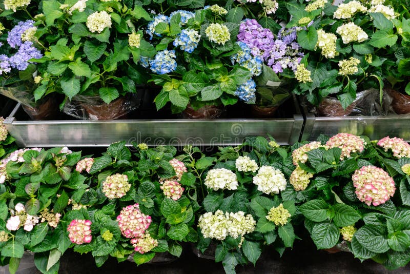 Hydrangea In Pots In A Shop Flower Shop Gardening Stock Image