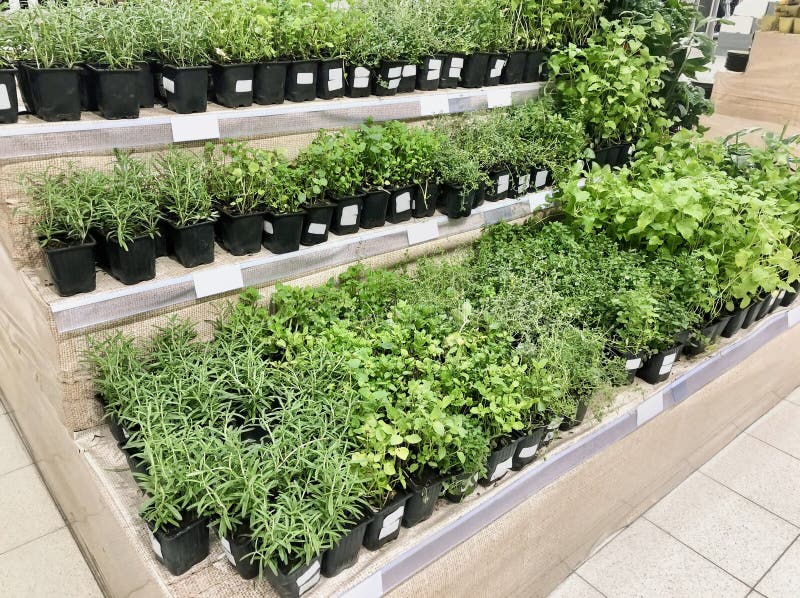 Many different plants, seedlings in plastic boxes on store shelves stock image