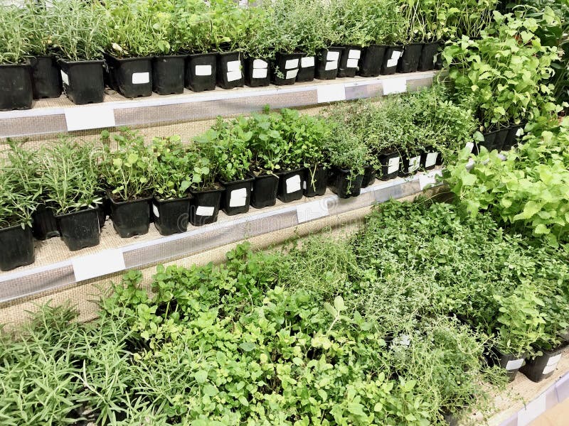 Many different plants, seedlings in plastic boxes on store shelves stock photography