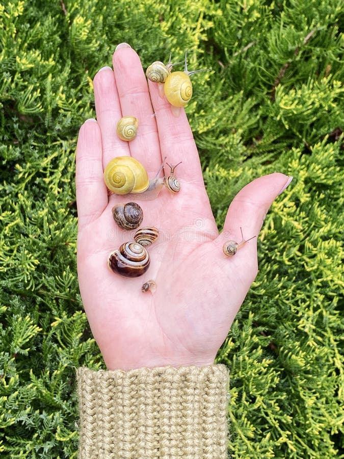 Many different snails in the palm of your hand. small snails, grape snails. Snail farm