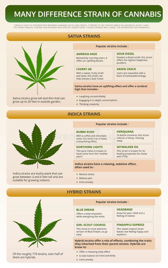 Many Different Strains of Cannabis Vertical Textbook Infographic