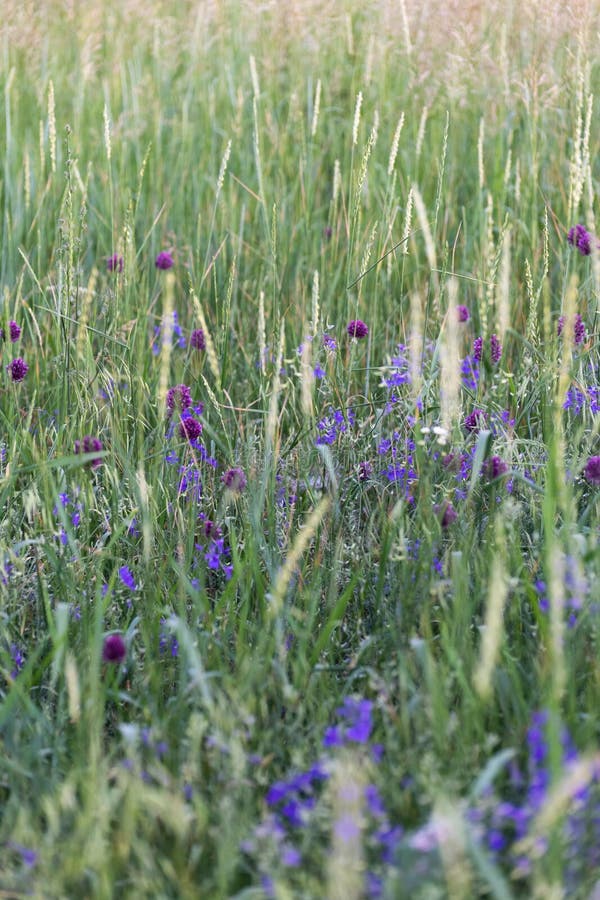 Many Different Wild Blue Wildflowers, Nature in June Stock Image