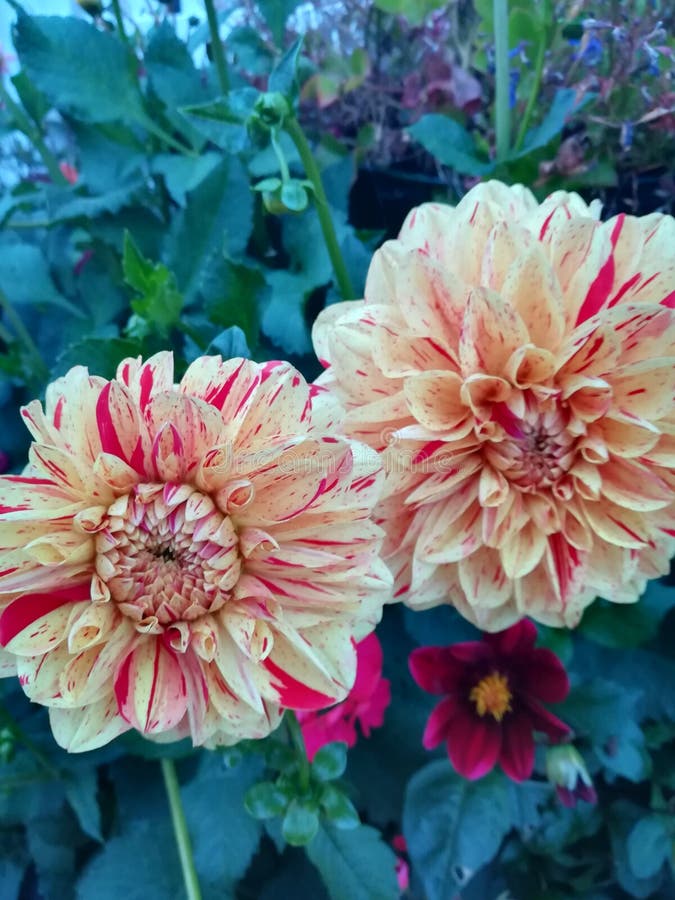 Flower settings stock photo. Image of settings, types 100232174