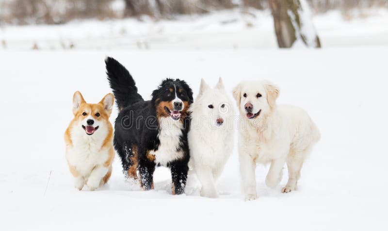 Many dogs on winter walk