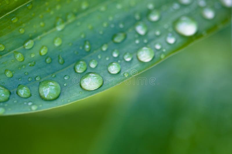 Many drops on green fresh leaf