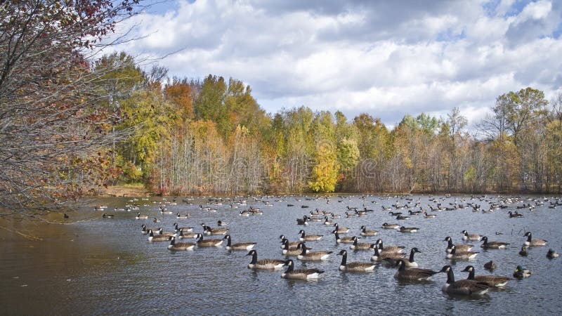 Many Ducks Panorama