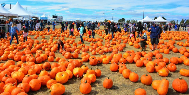 Many families come every year to one of the many pumpkin patch festivals in Colorado.