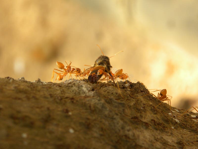 Many fire ants carrying an insect stock image