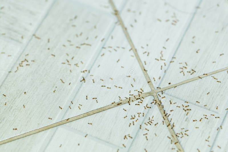 Many fire ants on the tile floor royalty free stock photo