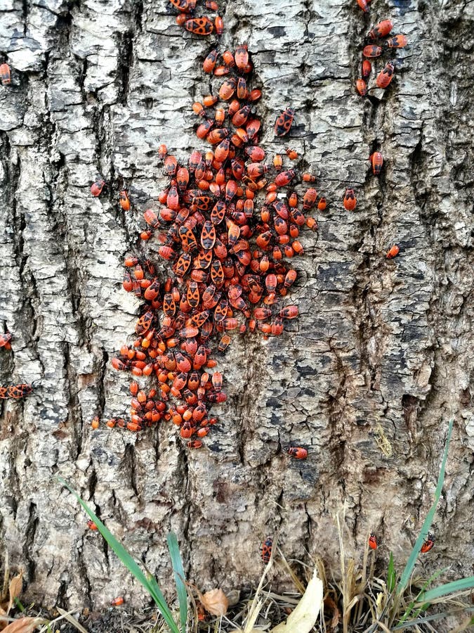 Many fire bugs on a tree stock photos