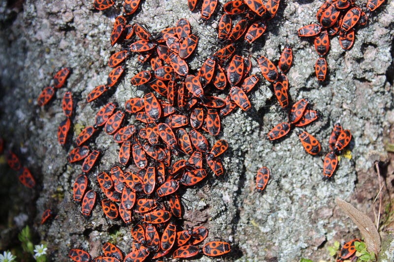 Many fire bugs on a tree royalty free stock photo