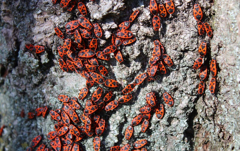 Many fire bugs on a tree royalty free stock photo