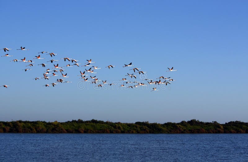 Many flamingos on the sky