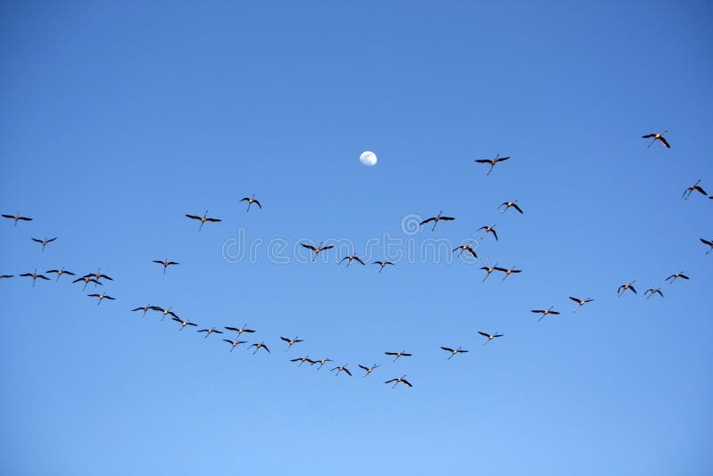 Many flamingos on the sky