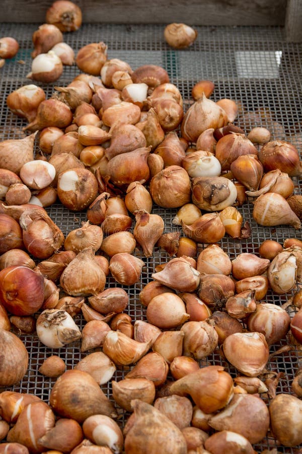 Many flower bulbs for sale stock image. Image of backgrounds 33886609