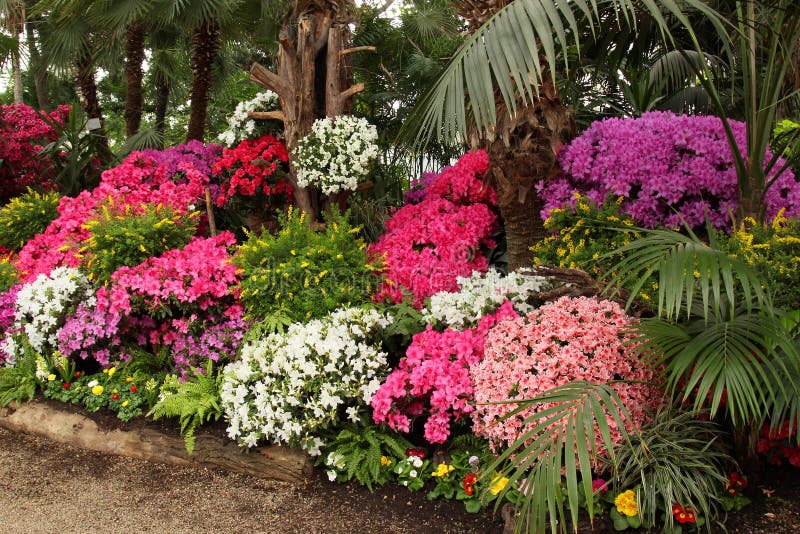 Many flowering azalea bushes in different shades of pink, lilac, purple and white. In the greenhouse of the botanical garden, very beautiful, spring mood stock photos