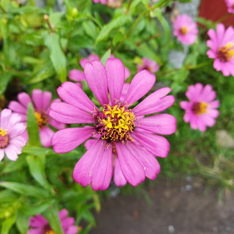 Many Flowers Bloom in the Garden after the Rain Stock Image Image of rain, blossom 268832645