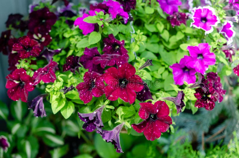 Many flowers different colors in summer royalty free stock photo Many flowers different colors in summer royalty free stock photo