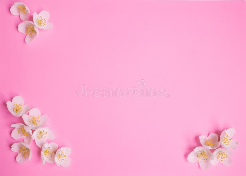 White Jasmine Flower on the Pink Background Stock Photo - Image of  holistic, decoration: 137590550