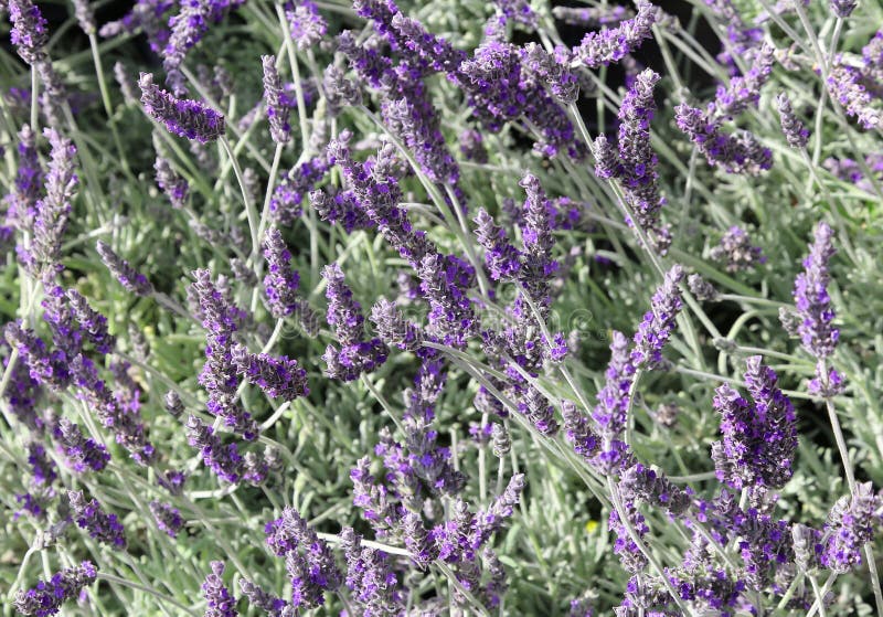 Many Fragrant Lavender Flowers Stock Photo Image of gardened, arles 73322582