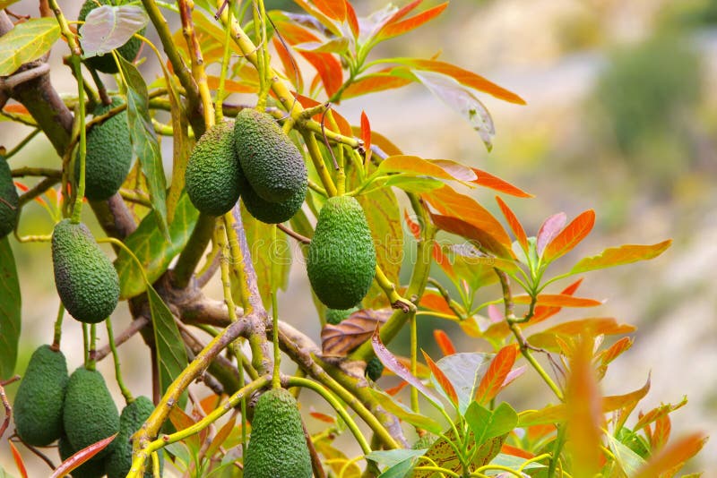Many Fresh Avocado Fruits on the Tree Stock Photo Image of fruit