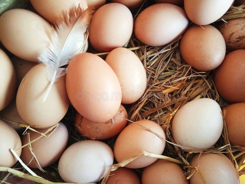 Many fresh eggs are in the hens`nest