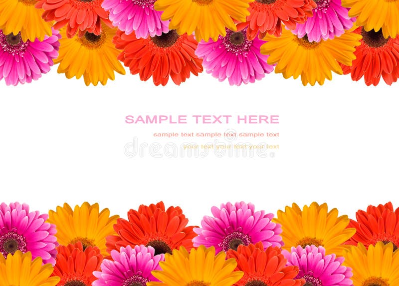 Many gerberas and blank place for text