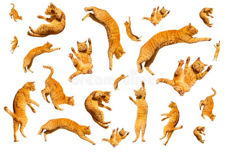 Many ginger flying and jumping funny cats isolated on a white background