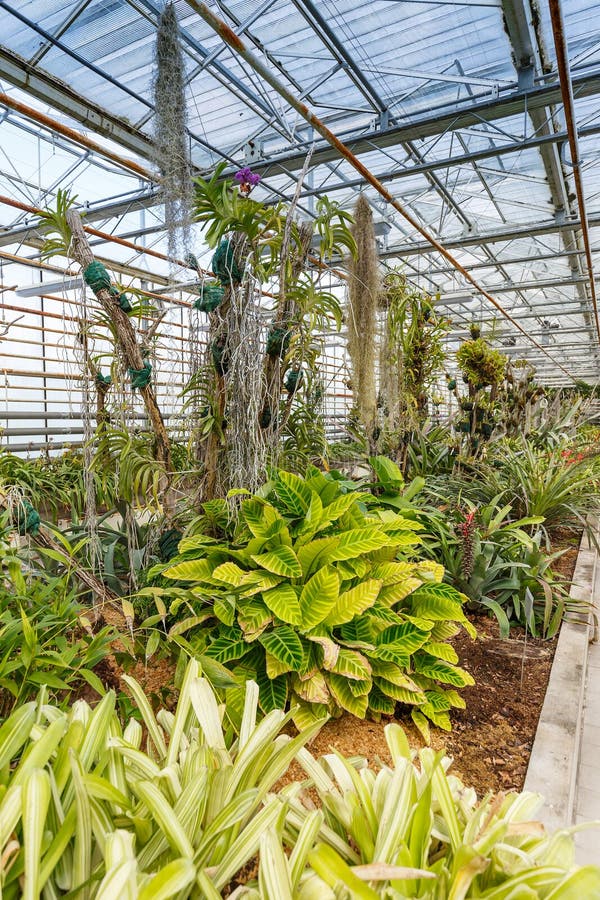 Many green plants stock image. Image of orchid, greenhouse 76557127