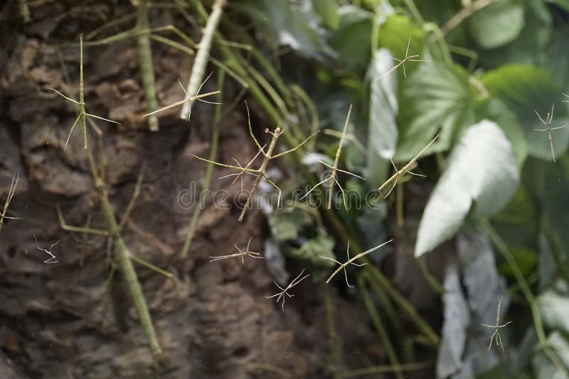 Many green stick insects stock photos