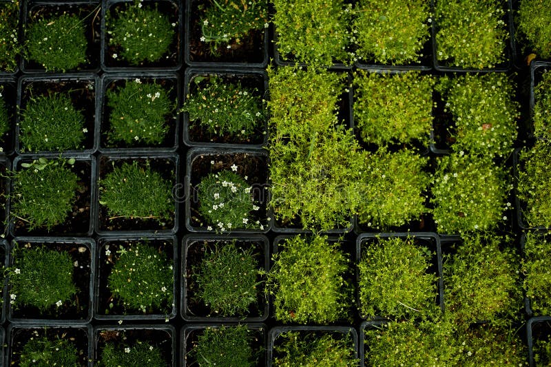 Many Ground Cover Plants for Sale.in Small Pots Stock Image Image of