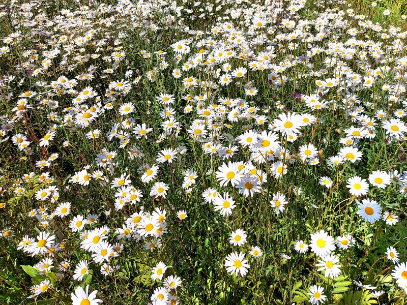 Little Wild Flowers Growing in Grass. Stock Image - Image of flower ...