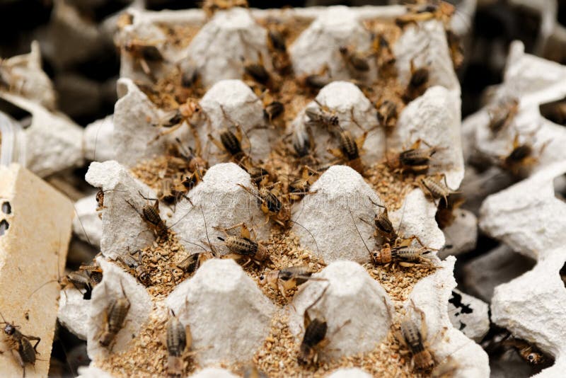 Many Crickets in a Insect Farm in Vietnam Stock Photo Image of grow, china 182684094