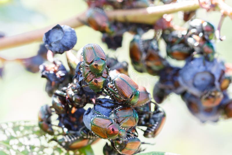 Many Japanese beetles Popillia japonica on blueberries in Piemont, Italy